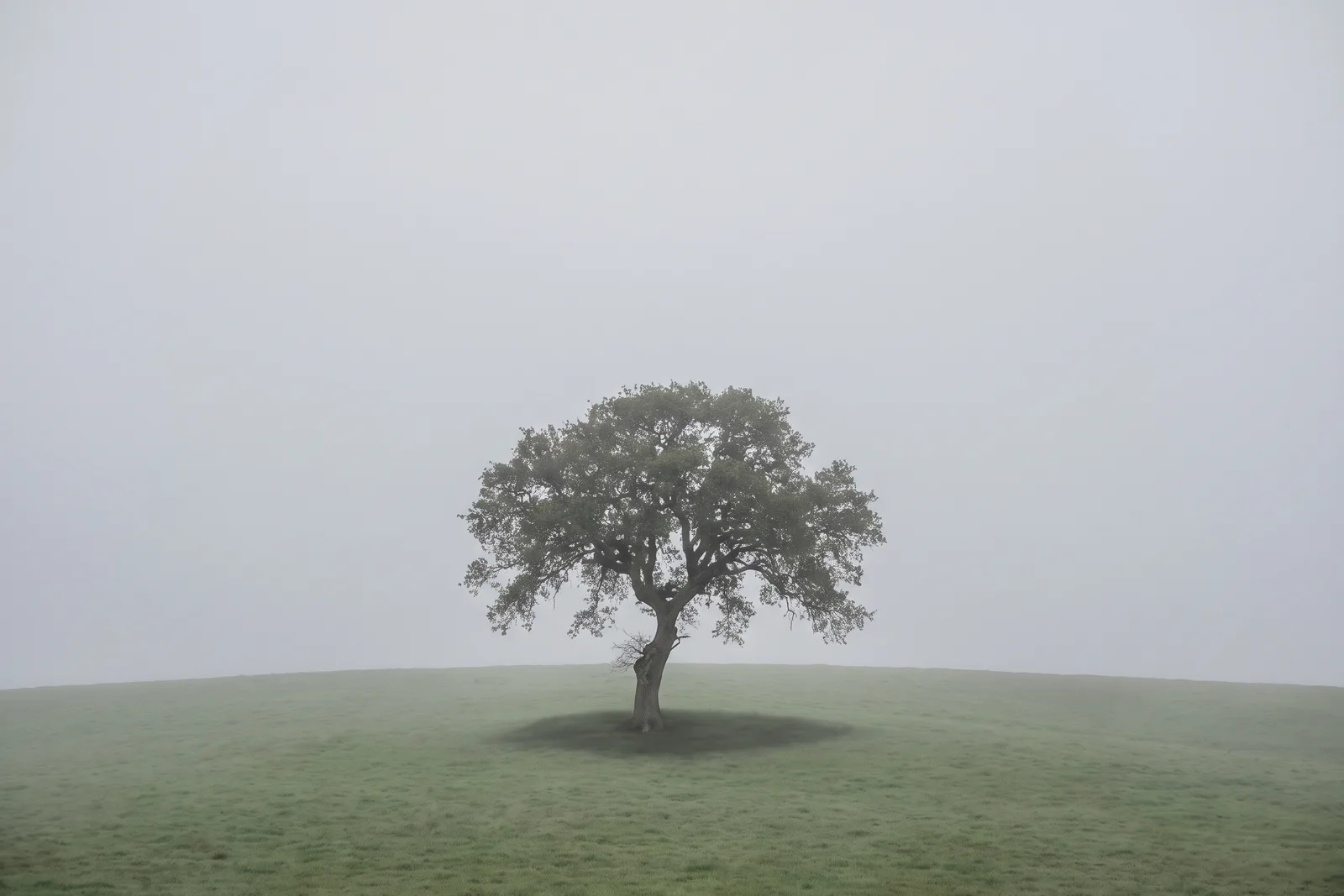 A single broad calm tree standing on a soft green hill in thin morning fog under a wide empty sky.